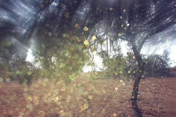 模糊的抽象照片的树木和闪光景灯之间的光突发。过滤图像和纹理. — 图库照片