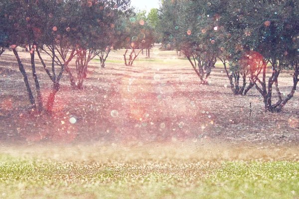 Blurred abstract photo of light burst among trees and glitter bokeh lights. filtered image and textured. — Stock Photo, Image