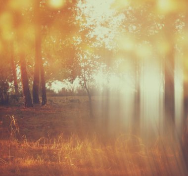 ağaçlar ve glitter bokeh ışıkları arasında ışık patlaması soyut fotoğraf bulanık. Filtre uygulanmış görüntü