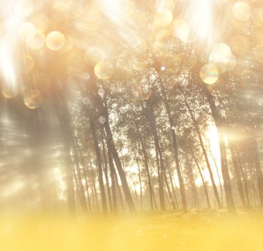 ağaçlar ve glitter bokeh ışıkları arasında ışık patlaması soyut fotoğraf bulanık. Filtre uygulanmış görüntü
