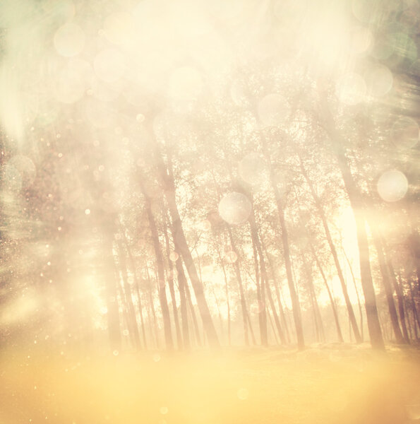 Blurred abstract photo of light burst among trees and glitter bokeh lights. filtered image