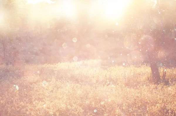 Blurred abstract photo of light burst among trees and glitter bokeh lights. filtered image — Stock Photo, Image