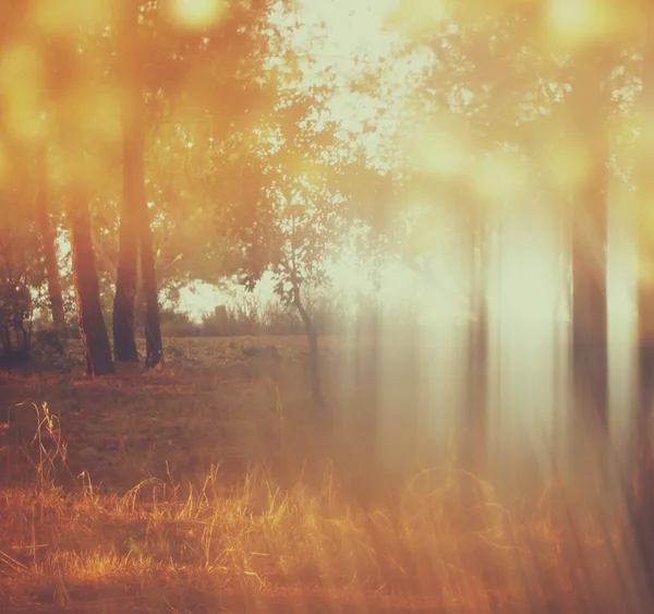 Blurred abstract photo of light burst among trees and glitter bokeh lights. filtered image — Stock Photo, Image