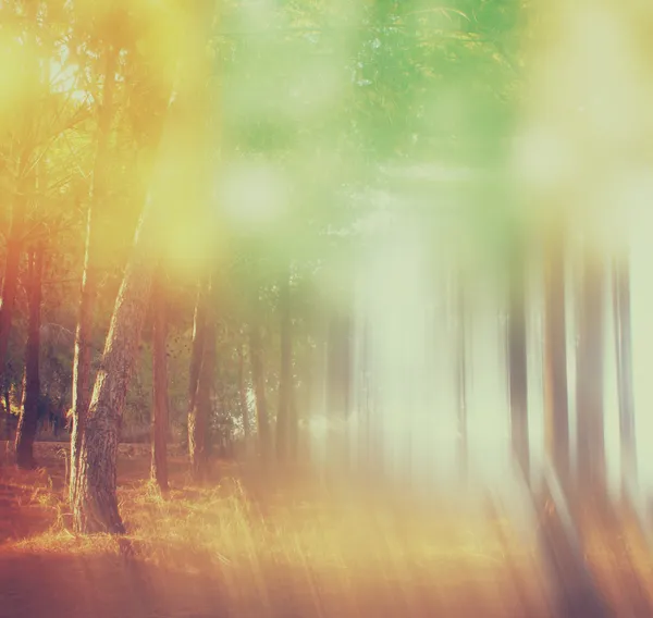 Blurred abstract photo of light burst among trees and glitter bokeh lights. filtered image — Stock Photo, Image