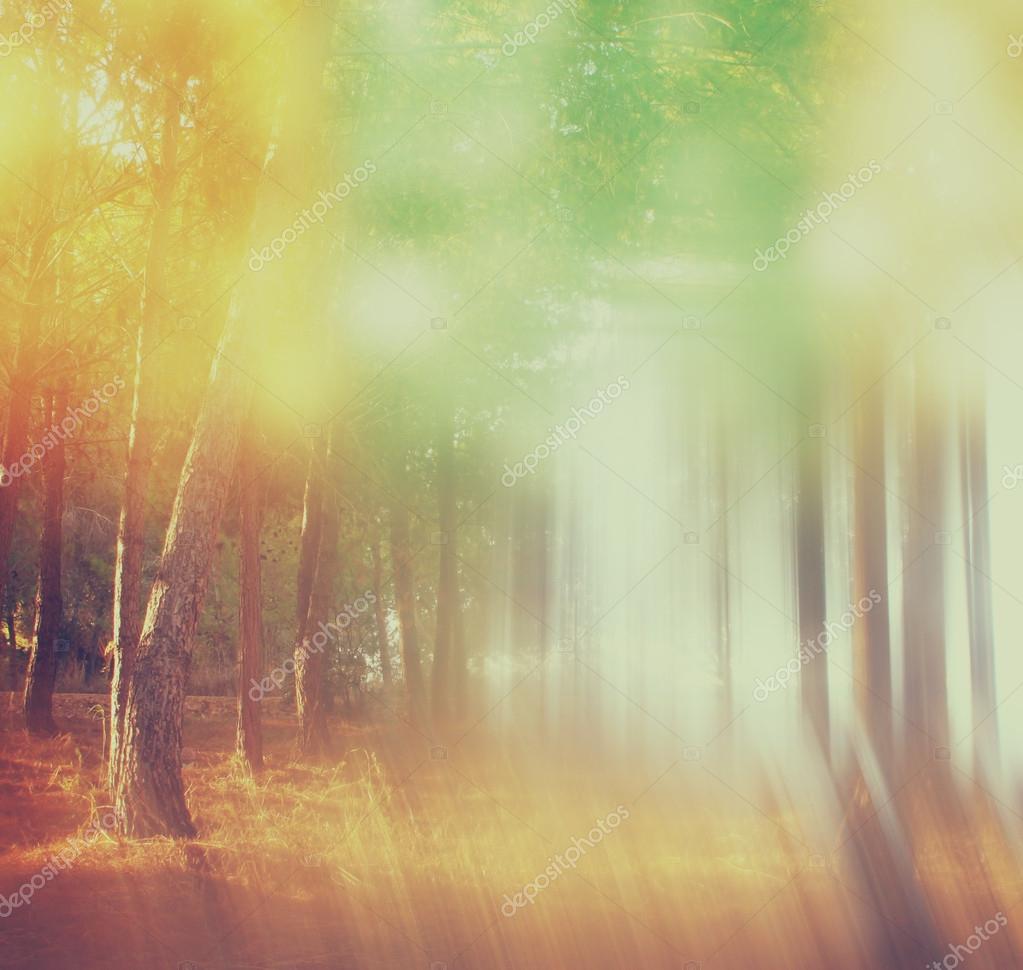 Фотообои Blurred abstract photo of light burst among trees and glitter bokeh lights. filtered image