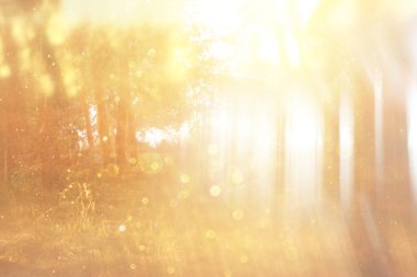 soyut fotoğraf ışık ağaçlar ve glitter bokeh ışıkları arasında seri. görüntü filtre ve dokulu. görüntü bulanık.