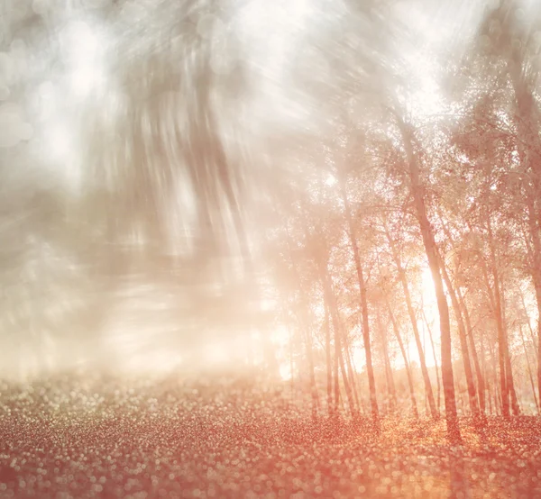 Blurred abstract photo of light burst among trees and glitter bokeh lights. filtered image and textured. — Stock Photo, Image
