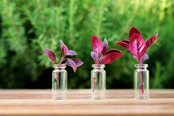 Concept Image Bottle Herbs — Stock Photo, Image