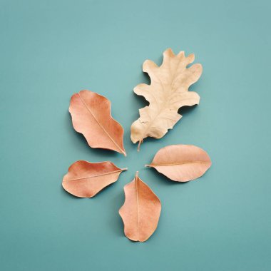 Yeşil zemin üzerinde kuru yapraklar bulunan sonbahar ormanlarının doğal bileşiminin üst görüntüsü.