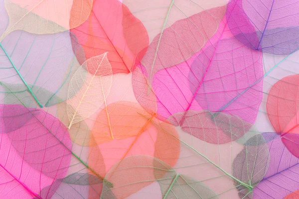 Colorate Foglie Trasparenti Delicate Sfondo Pastello — Foto Stock