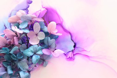 Sanatsal arkaplanda pembe ve turkuaz ortanca çiçeklerinin yaratıcı görüntüsü. Kopyalama alanı olan üst görünüm