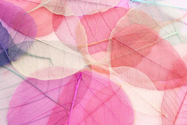 Colorful Transparent Delicate Leaves Pastel Background — Stock Photo, Image