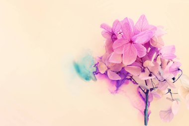 Sanatsal arkaplanda pembe ve mor ortanca çiçeklerinin yaratıcı görüntüsü. Kopyalama alanı olan üst görünüm