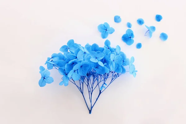 Creatief Beeld Van Pastelblauwe Hortensia Bloemen Witte Achtergrond Bovenaanzicht — Stockfoto