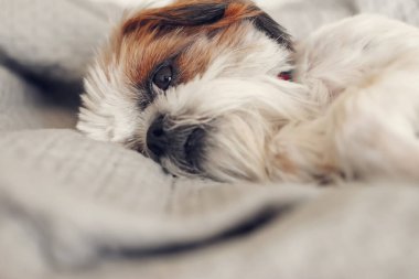 Odada Shi Tzu köpeği resmi var. Evde sıcak ve sıcak bir sabah. Seçici odak