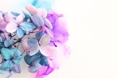 Sanatsal arkaplanda pembe ve turkuaz ortanca çiçeklerinin yaratıcı görüntüsü. Kopyalama alanı olan üst görünüm