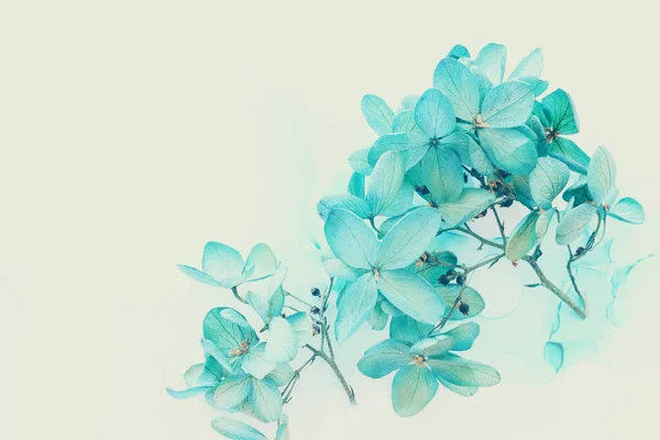 Creatief Beeld Van Pastelblauwe Hortensia Bloemen Artistieke Inkt Achtergrond Bovenaanzicht — Stockfoto