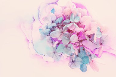 Sanatsal arkaplanda pembe ve turkuaz ortanca çiçeklerinin yaratıcı görüntüsü. Kopyalama alanı olan üst görünüm