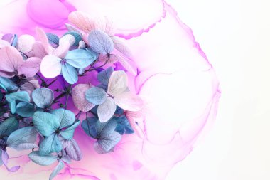 Sanatsal arkaplanda pembe ve turkuaz ortanca çiçeklerinin yaratıcı görüntüsü. Kopyalama alanı olan üst görünüm