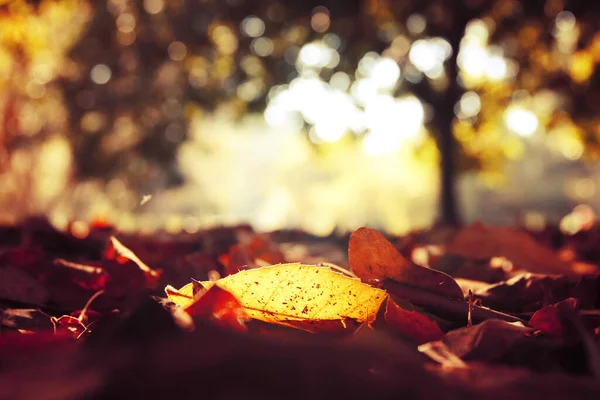 Bild Von Herbstblättern Mit Sonnenstrahlen Wald — Stockfoto