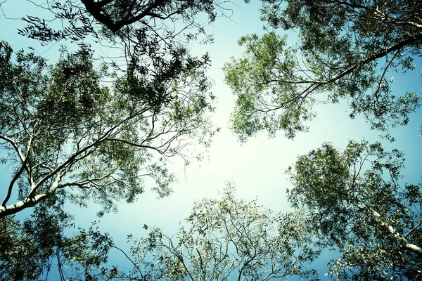 木々や青空の低角度ビュー — ストック写真