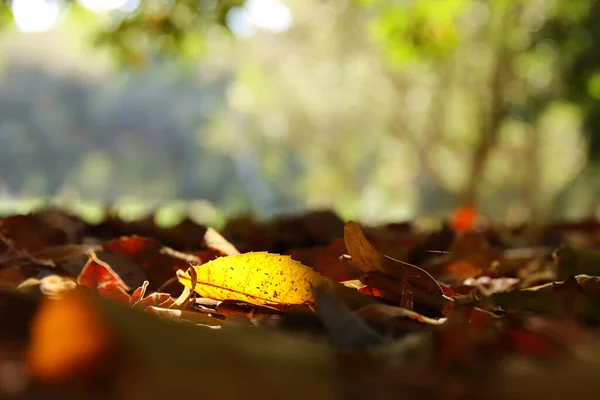 Afbeelding Van Herfstbladeren Met Zonnestralen Het Bos — Stockfoto