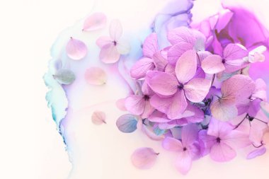 Renkli menekşe ve pembe ortanca çiçeklerinin yaratıcı bir görüntüsü. Kopyalama alanı olan üst görünüm