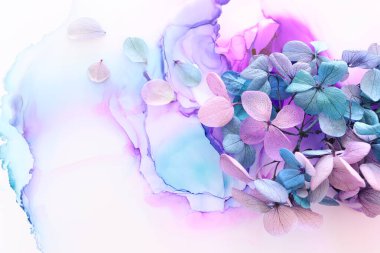 Sanatsal arkaplanda pembe ve turkuaz ortanca çiçeklerinin yaratıcı görüntüsü. Kopyalama alanı olan üst görünüm