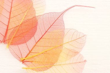 Ahşap beyaz zemin üzerinde renkli şeffaf ve narin iskelet yaprakları