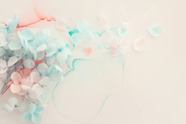 Sanatsal arkaplanda mavi ve pembe ortanca çiçeklerinin yaratıcı görüntüsü. Kopyalama alanı olan üst görünüm