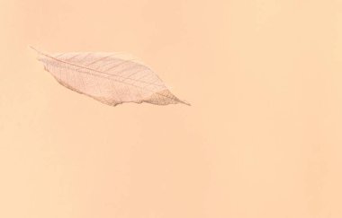 Beyaz şeffaf ve narin iskelet yaprakları pastel arkaplan üzerinde