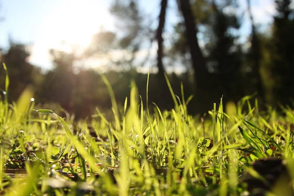 İlkbaharda ormanda taze otlar yetişiyor.