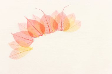 Ahşap beyaz zemin üzerinde renkli şeffaf ve narin iskelet yaprakları