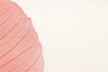 Ahşap beyaz zemin üzerinde renkli şeffaf ve narin iskelet yaprakları