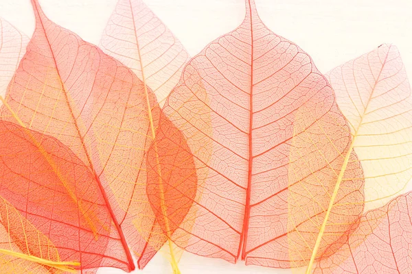 Colorful Transparent Delicate Skeleton Leaves Wooden White Background — Stock Photo, Image