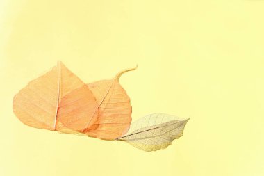 Pastel arka plan üzerinde şeffaf ve narin iskelet yaprakları