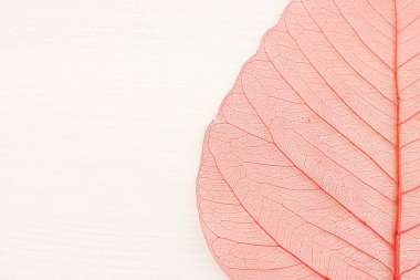 Ahşap beyaz zemin üzerinde renkli şeffaf ve narin iskelet yaprakları