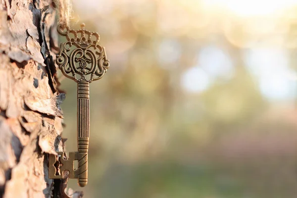Ormandaki Bir Ağaç Gövdesinde Antik Bir Anahtar Asılı — Stok fotoğraf