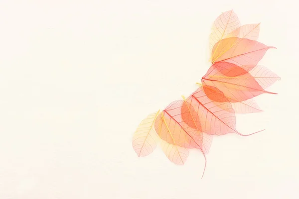 Colorful Transparent Delicate Skeleton Leaves Wooden White Background — Stock Photo, Image