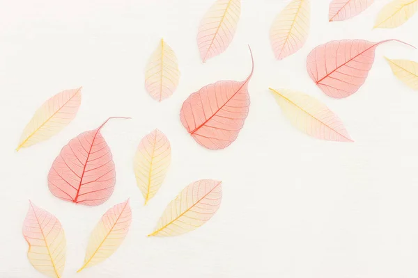 Colorful Transparent Delicate Skeleton Leaves Wooden White Background — Stock Photo, Image