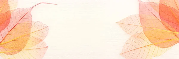 Цветные Прозрачные Нежные Листья Скелета Деревянном Белом Фоне — стоковое фото