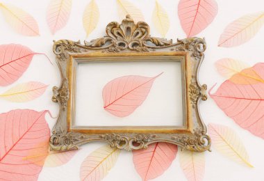 Renkli şeffaf ve narin iskelet yaprakları pastel arka plan üzerinde