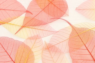 Ahşap beyaz zemin üzerinde renkli şeffaf ve narin iskelet yaprakları