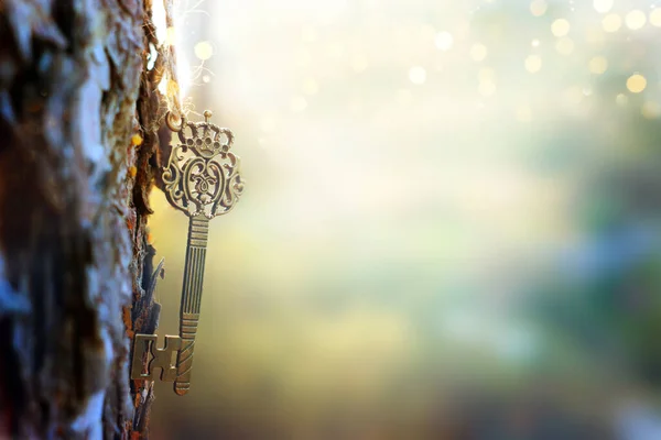 Ancient Key Hangs Tree Trunk Forest — Stock Photo, Image