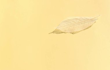 Beyaz şeffaf ve narin iskelet yaprakları pastel arkaplan üzerinde