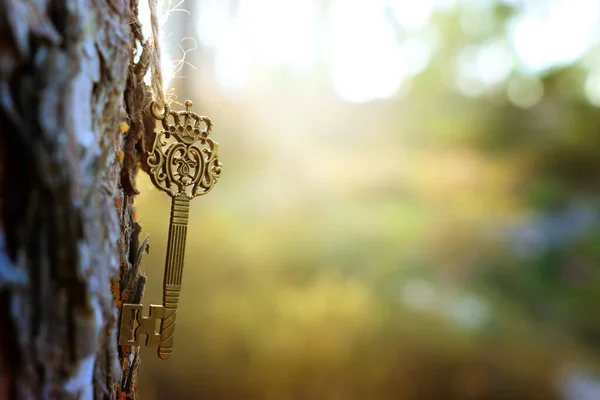 Egy Ősi Kulcs Függ Egy Fatörzsön Erdőben — Stock Fotó