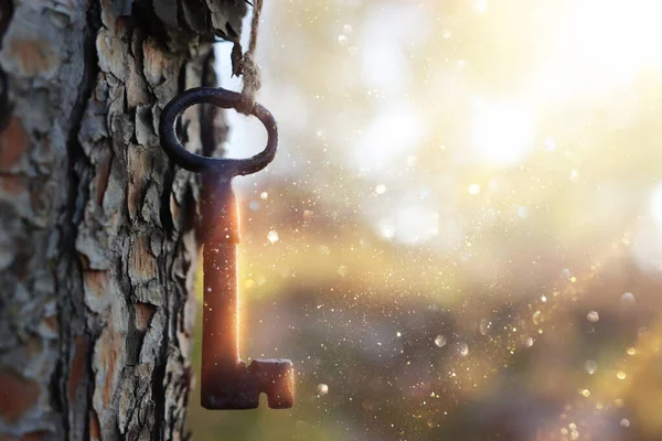 Una Antigua Llave Cuelga Tronco Árbol Bosque —  Fotos de Stock