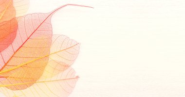 Ahşap beyaz zemin üzerinde renkli şeffaf ve narin iskelet yaprakları