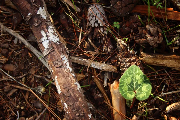 Close Image Pine Cone Ground Outdoors — Stock Photo, Image