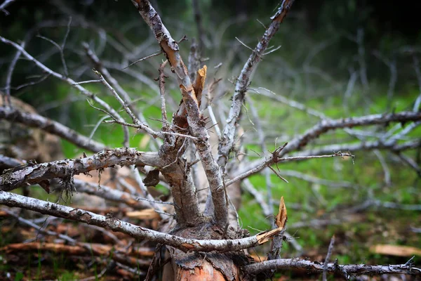 Afbeelding Van Boomstam Met Kale Takken Het Bos — Stockfoto